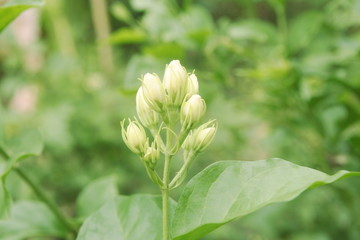 Fototapeta na wymiar Close up group of bud Thai white jasmin flower on green tone leafs background, have copy space, sign of Mother's day in Thailand