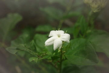 Obraz premium Close up single bloom Thai white jasmin flower on dark green tone leafs background, have copy space, sign of Mother's day in Thailand
