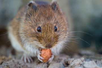 Eine Rötelmaus wird mit einer Erdnuss angelockt und frisst diese