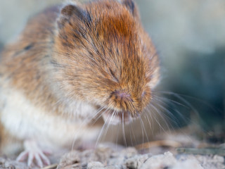 Eine freigestellte Rötelmaus putzt sich mit geschlossenen Augen das Maul