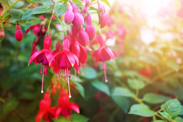 Many beautiful flowers with a blurred background and a sun flare.