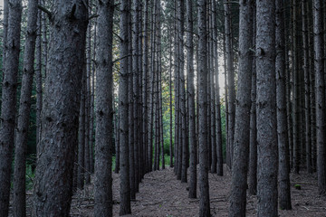 Hiking in the morning in Canada