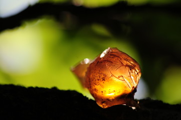 Summer resin of apricot tree.  Meeting with light resin