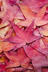 Fallen leaves, autumn background. Red and orange leaf. Japanese multicolored maple. Close up.