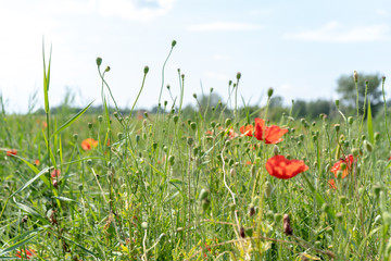 Red poppies in the field in the summer sunny day