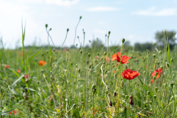 Field of red poppies in the summer sunny day