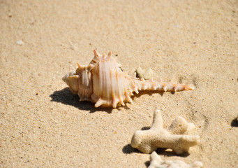Fototapeta na wymiar Conch shells and corals ion the white sand.