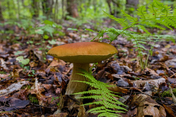 White mushroom or as it is called the royal mushroom that grew in the grass on the ground.