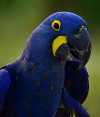  Blue macaw parrots are looking at food.