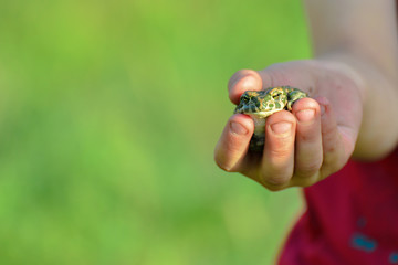 The boy is holding a water frog, man and nature.