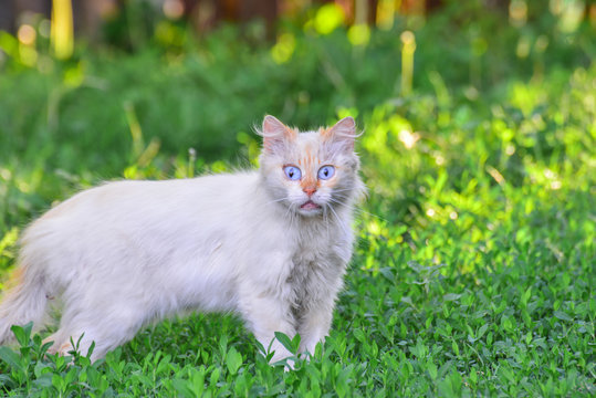 A crazy white cat with surprised eyes sits on the grass in the park.