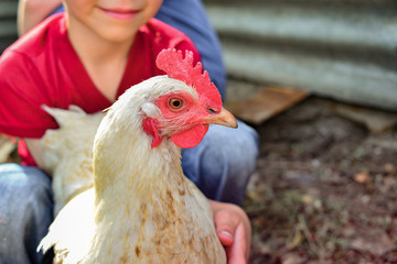 Children and chickens in the hen house, joyful boy holding a chicken in his hands. The concept of man care for nature.