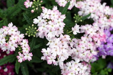pastel purple pink garden flowers