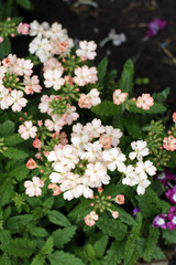 Naklejka premium summer flowers in the garden