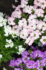Obraz premium pastel purple pink garden flowers