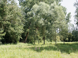 Marais poitevin. La Venise verte. Prairie d'élevage, bocages, paysage verdoyant le long d'un canal
