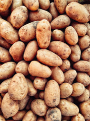 Harvested Potato Tubers