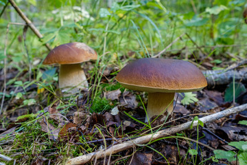 A pair of white mushrooms growing near or how else they are called royal mushrooms.