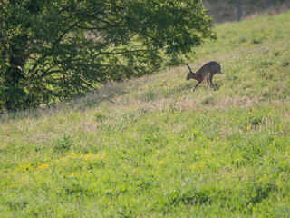 Lièvre & course