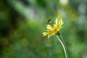 Bee on a yellow dandelion, macro photo. Insect pollinates a plant.