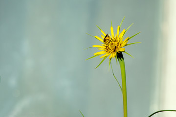 Bee on a yellow dandelion, macro photo. Insect pollinates a plant.