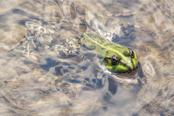 A green frog sitting in the river