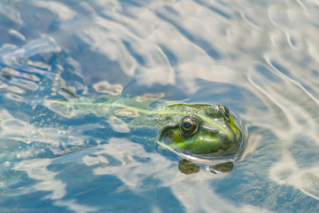 A green frog sitting in the river