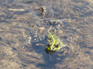 A green frog sitting in the river