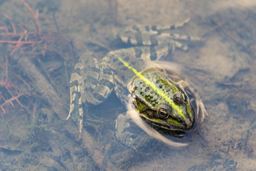 A green frog sitting in the river