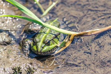 A green frog sitting in the river