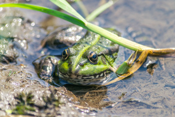 A green frog sitting in the river