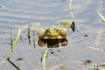 A green frog sitting in the river