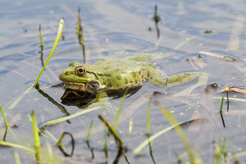 A green frog sitting in the river