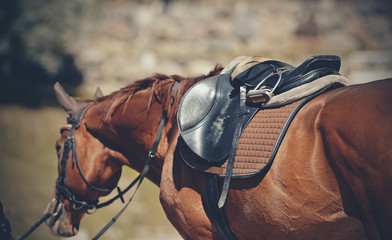 Saddle with stirrups on a back of a horse.