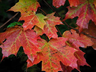 Close up of maple leaves changing from green to red in the Autumn