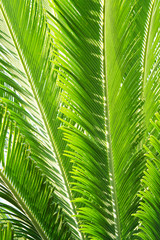 Group of big green leaves of exotic date palm tree, isolated on white background. Tropical plant foliage with visible texture. Pollution free symbol. Close up, copy space.
