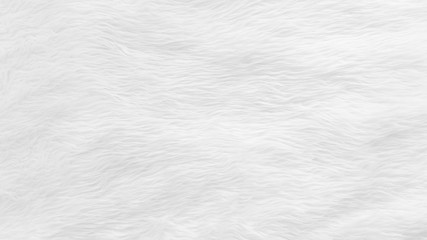Fur background with white soft fluffy furry texture hair cloth of sheepskin for blanket and carpet...