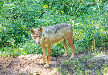 National Park of Abruzzo, Lazio and Molise (Italy) - The summer in the italian mountain natural reserve, with wild animals, little old towns, the Barrea Lake. Here: the wolf