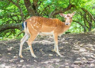 Naklejka na ściany i meble National Park of Abruzzo, Lazio and Molise (Italy) - The summer in the italian mountain natural reserve, with wild animals, little old towns, the Barrea Lake. Here: the fallow deer