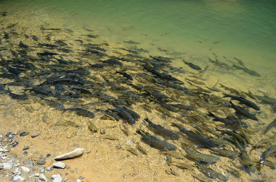 A group of fish called 'kelah' or 'mahseer' in a river