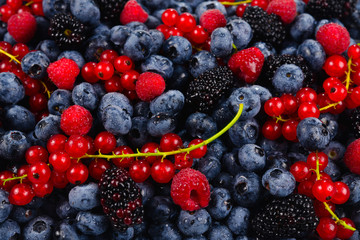 Blackberry, raspberry, blueberry,  red currant and mint background.