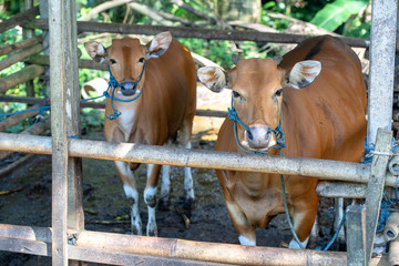 The young calf along with the cow in the pen on the farming area of Ubud village, Island Bali, Indonesia. Closeup
