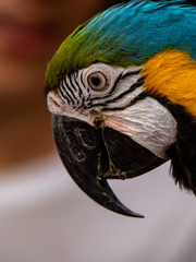 Macaw New World Parrots in Captivity