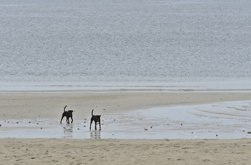 Two black dogs walking together on the beach