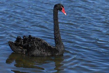 Black swan on lake