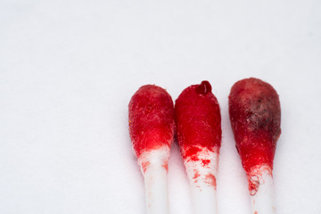 cotton buds with blood after the  ear cleaning