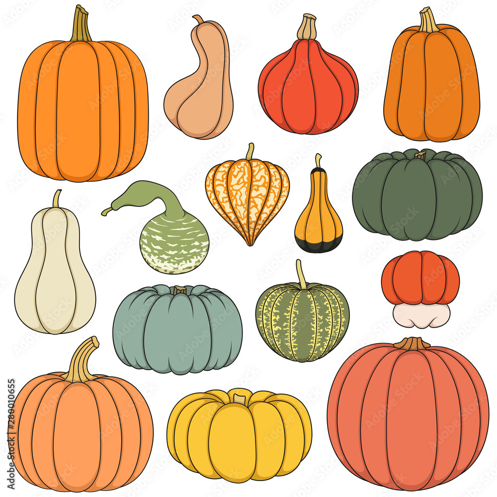 Poster set of color illustrations with pumpkins of different shapes and varieties. isolated objects on whit
