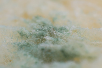 Rhizopus (bread mold) is a genus of common saprophytic fungi, macro photo