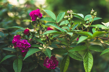Fototapeta premium Pink flowers in the garden. Red roses, gift card for celebration design. Floral summer background. Rose bush, green nature.