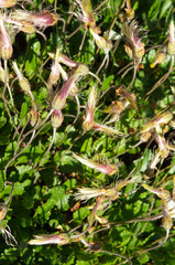 Dryas oxyodonta or hooker's mountain-avens plant